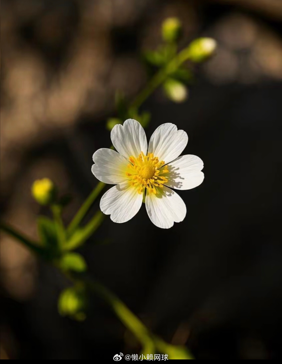 国际罕见病日 守护罕见，让爱不罕见。公益携手，为克罗恩病患者、蝴蝶宝贝捐赠25万