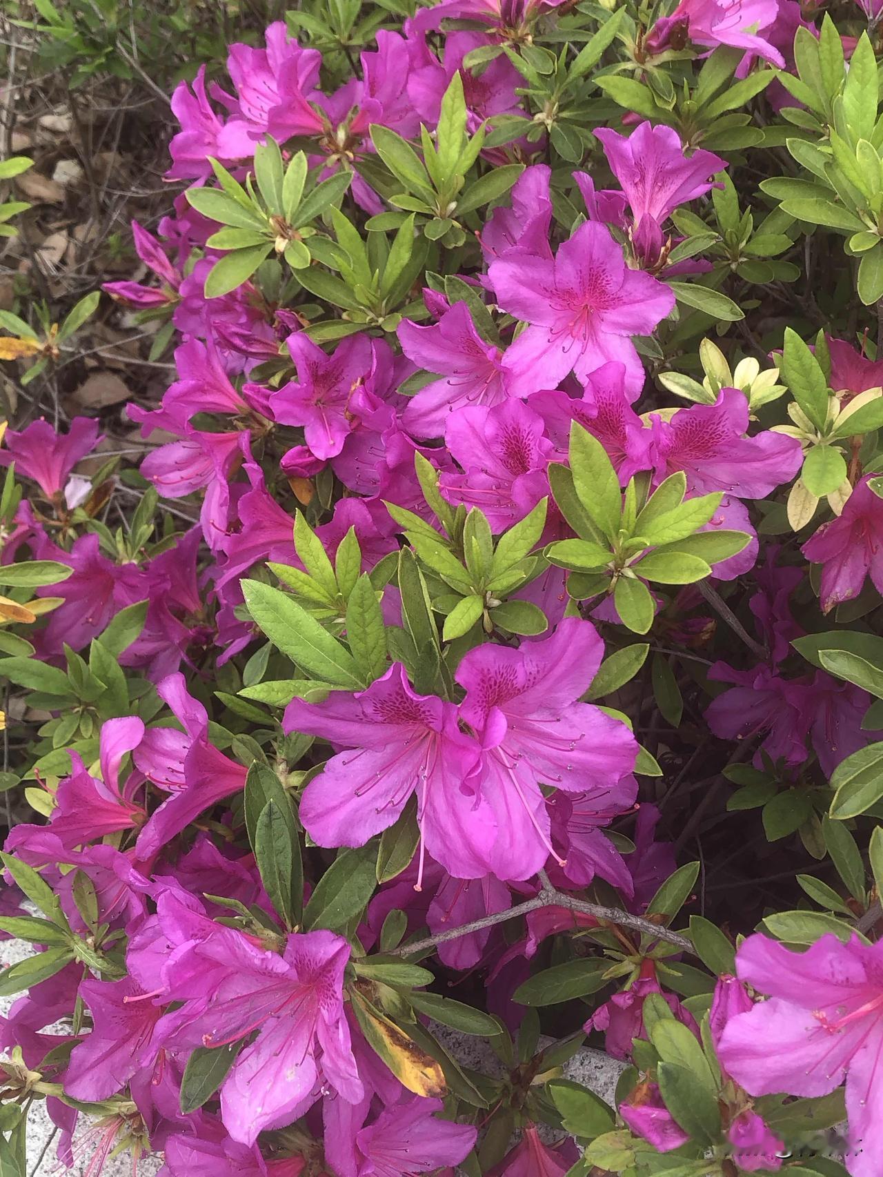 随手拍下五颜六色的花朵春天的快乐，是这些花花给的！逛公园沿途的杜鹃花红色的、白色
