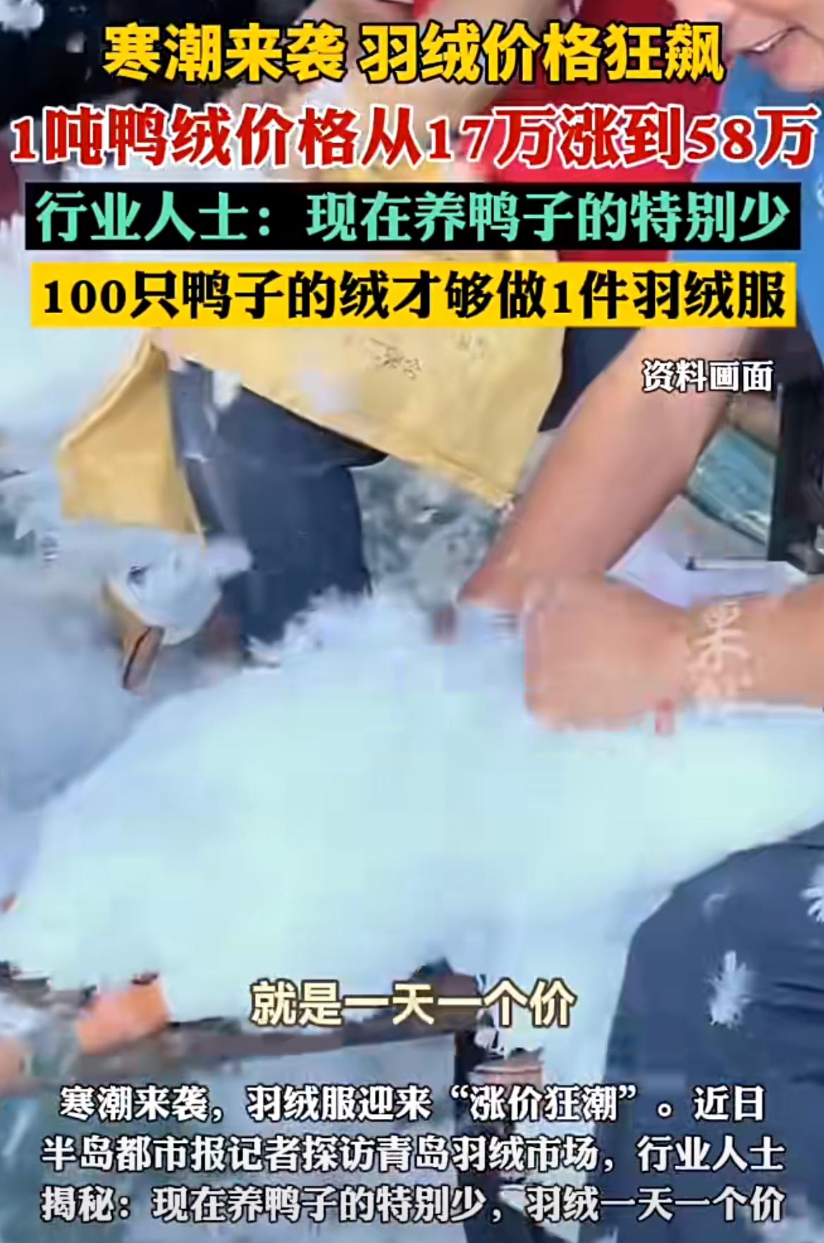 最近青岛羽绒市场的价格简直让人惊掉下巴！90白鸭绒的价格像坐火箭一样，从每吨17