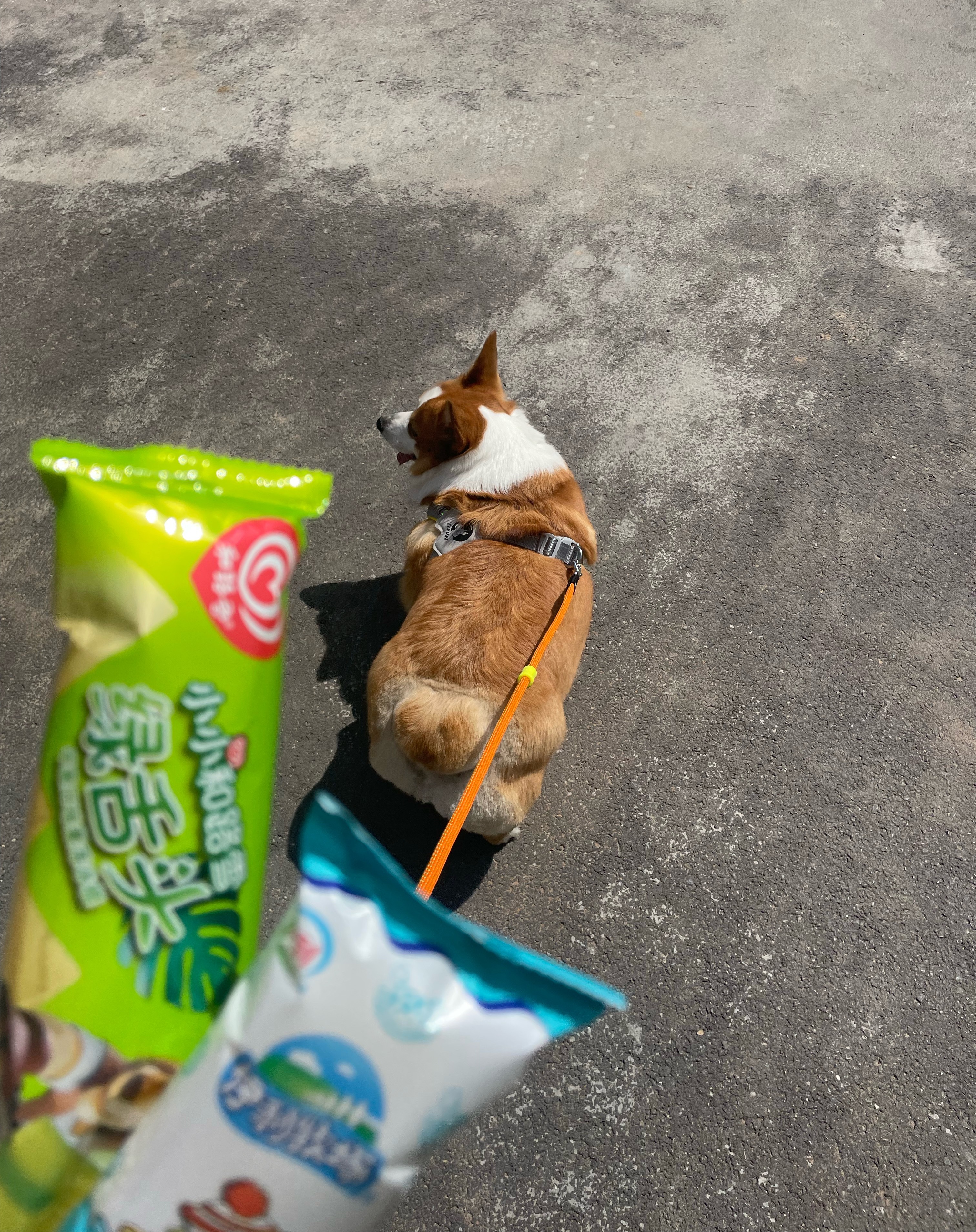自己遛狗唯一的好处就是可以在这么热的天偷偷买两只冰糕吃[馋嘴]吃了这根小布丁 我