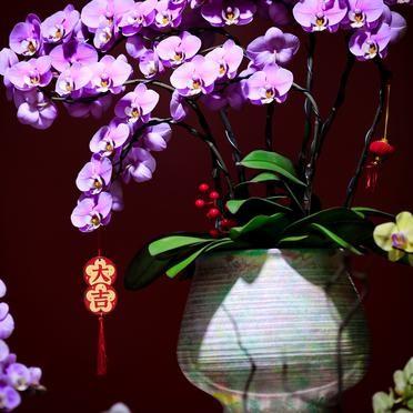 南沙街花市里，蝴蝶兰堆成小山。价格比往年便宜，几十块就能抱走一盆。
广州的春节，