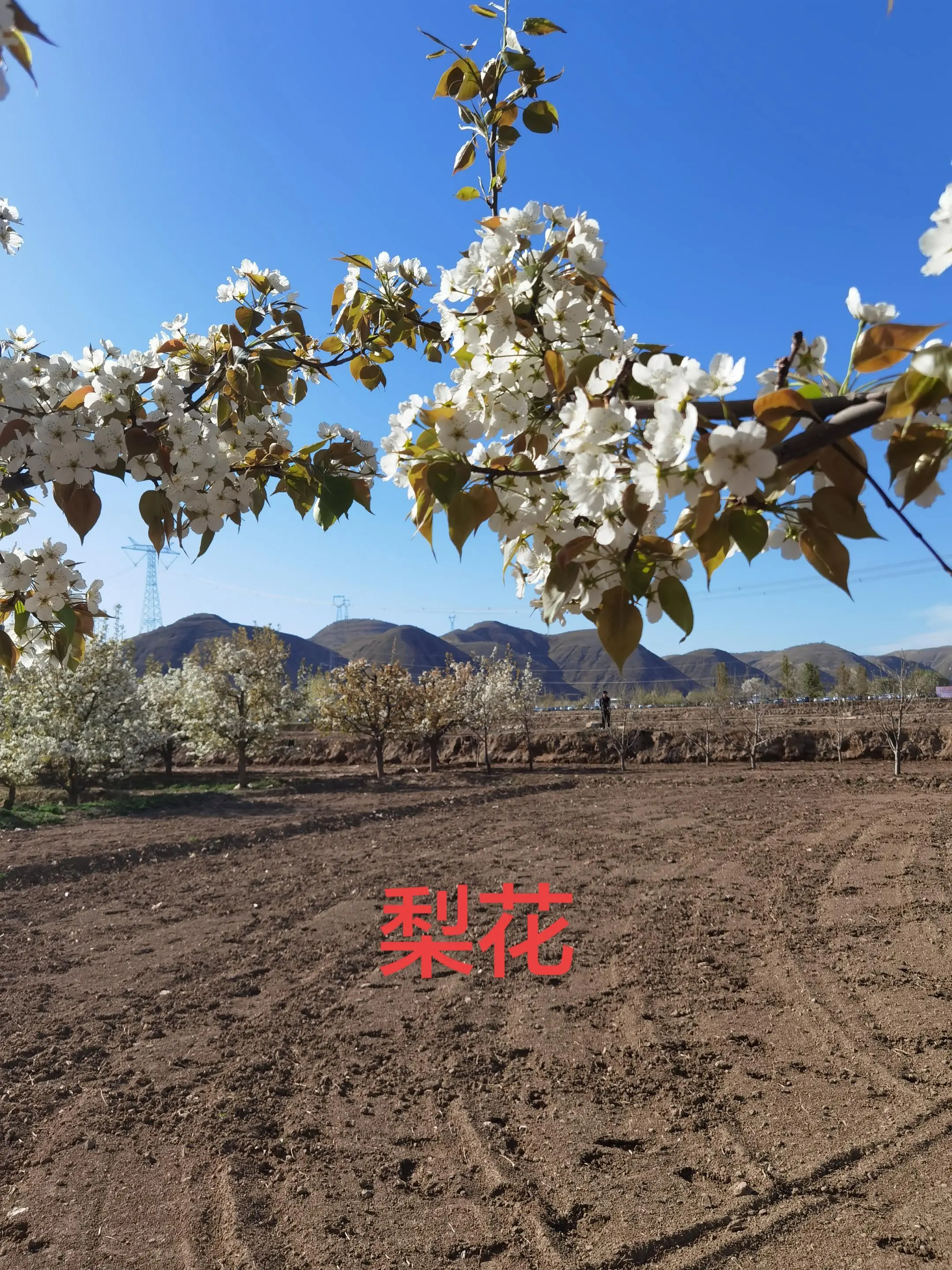 梨花