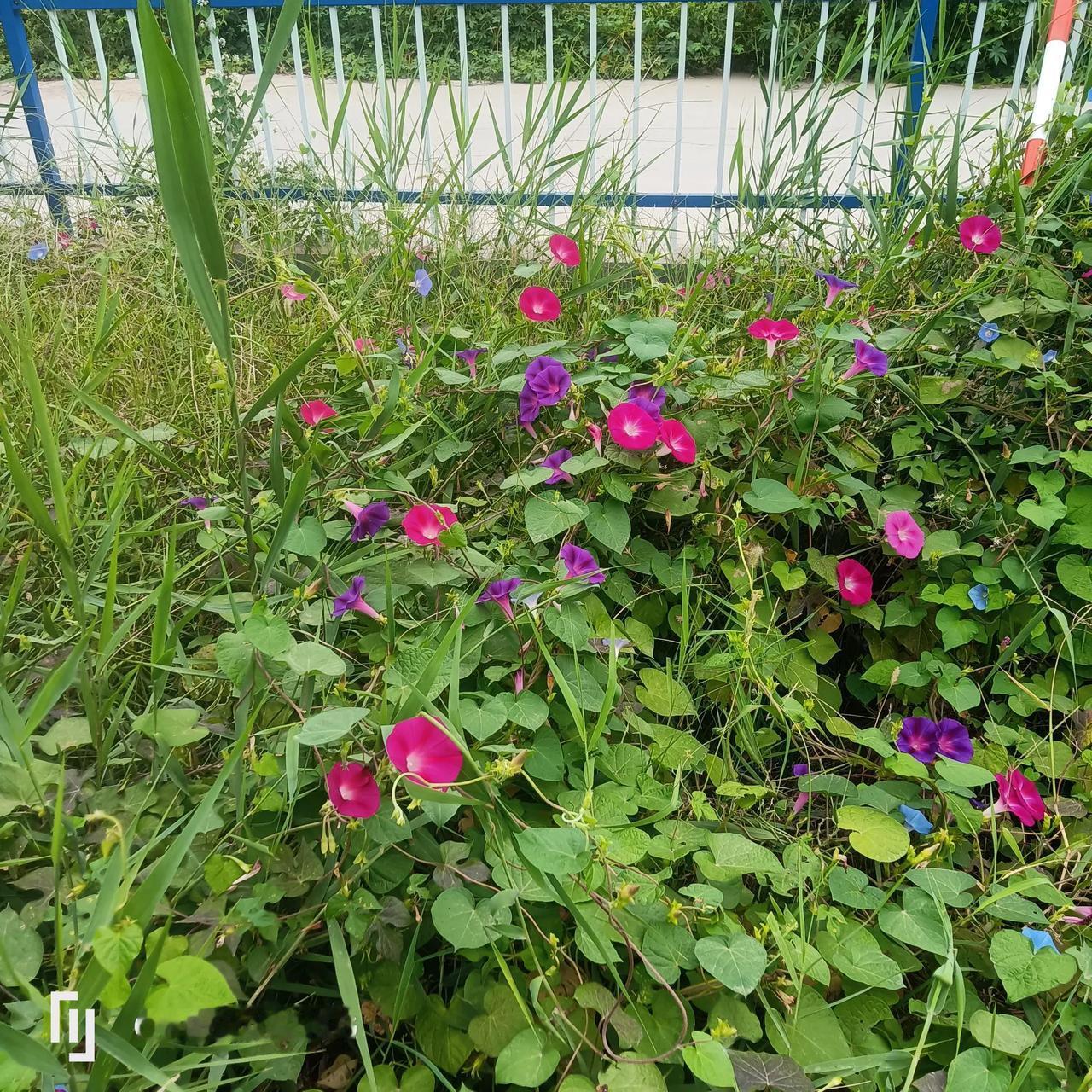 #分享一张小野花的照片#
野花一芳美