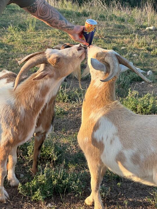 奥斯汀｜抢着喝精酿啤酒的咩咩们🍻