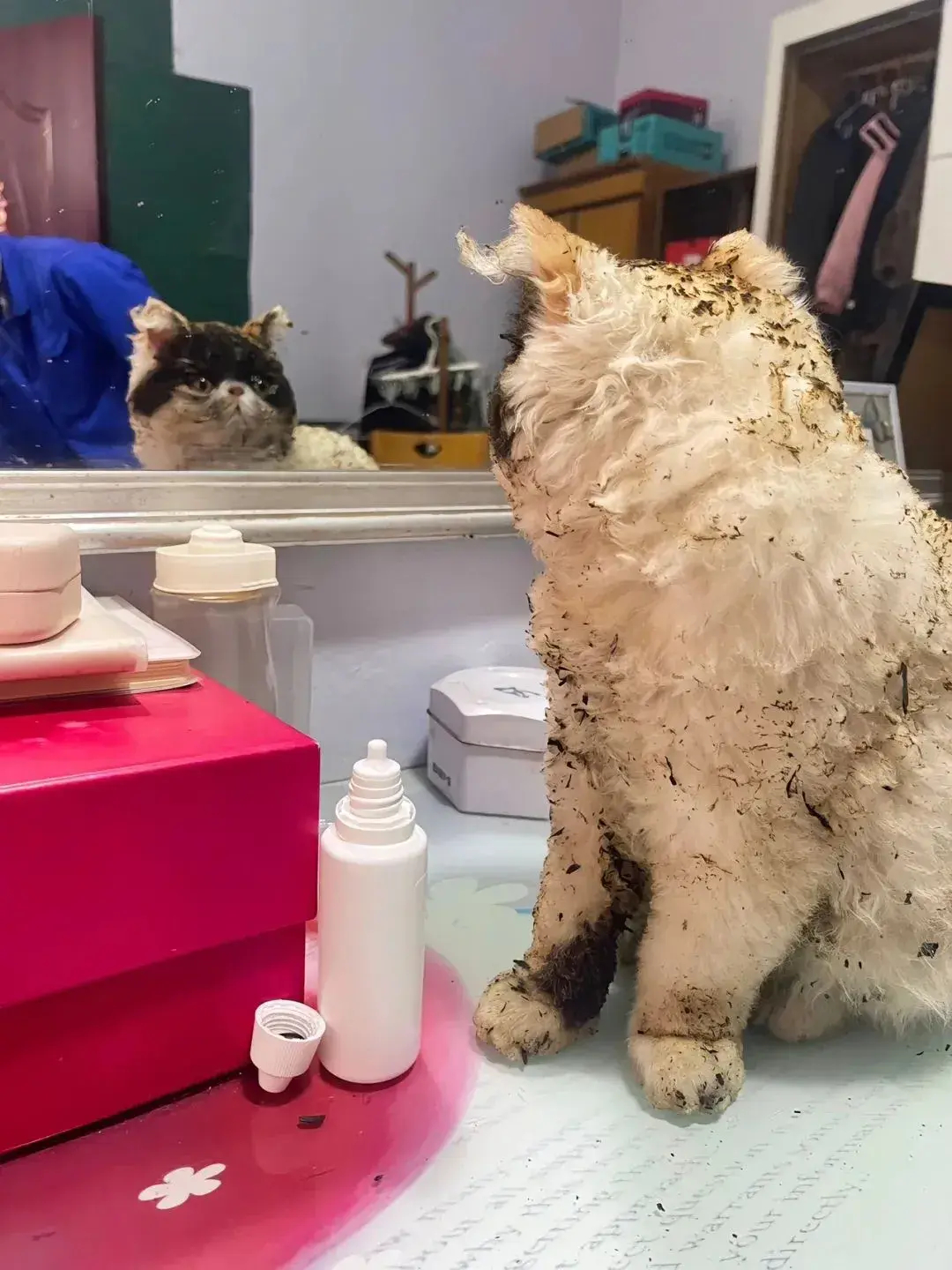 回农村烤火的猫[捂脸]​​​