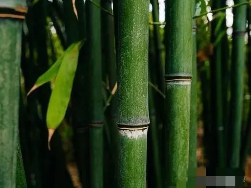 为何美国禁止种竹子，中国反而大量种植？背后藏着生态与产业的博弈
 
为何美国禁止