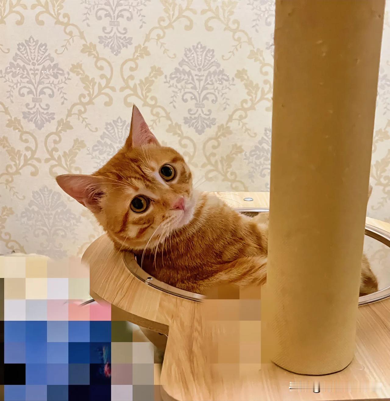 #猫咪为什么喜欢爬高# 大家知道吗，猫咪喜欢高处是有原因的。这只猫咪爬上猫爬架的