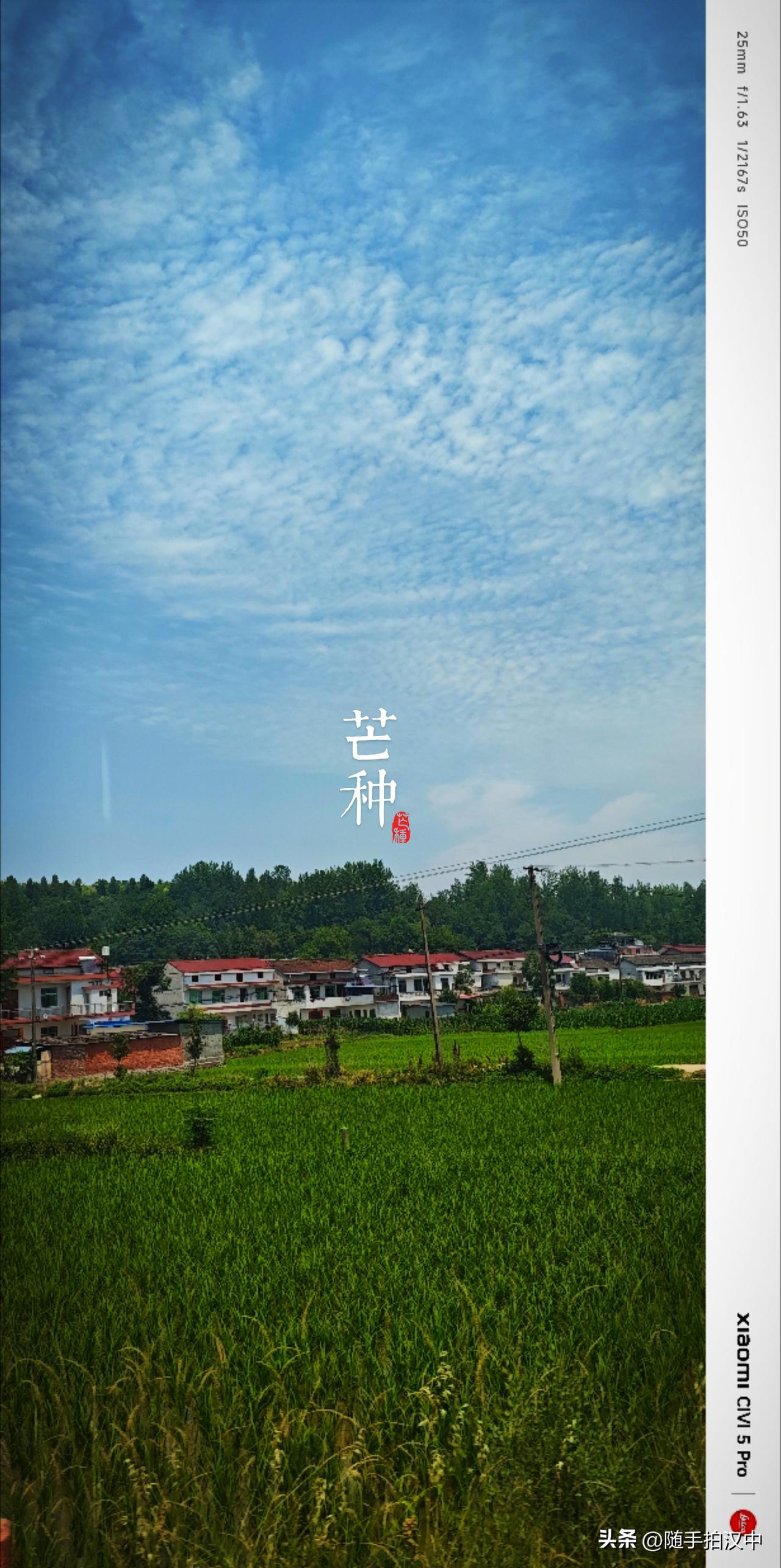 瞧，芒种时节，有芒的麦子收了，有芒的稻子种了，夏日越来越深，万物感应到这份喜气，