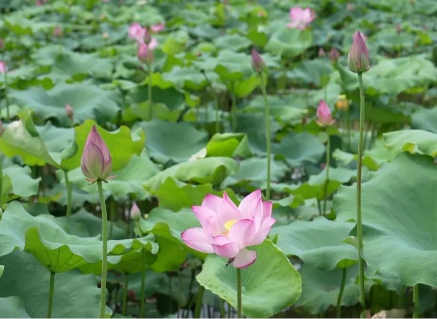 夏季来临🌧️各种时令水果🍉开始陆续上市夏日水果清单里桃子始终占据重要席位🍑
