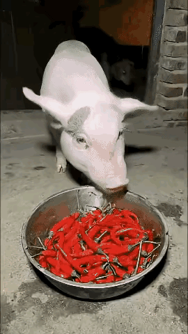 猪：小样，跟我争[捂脸]