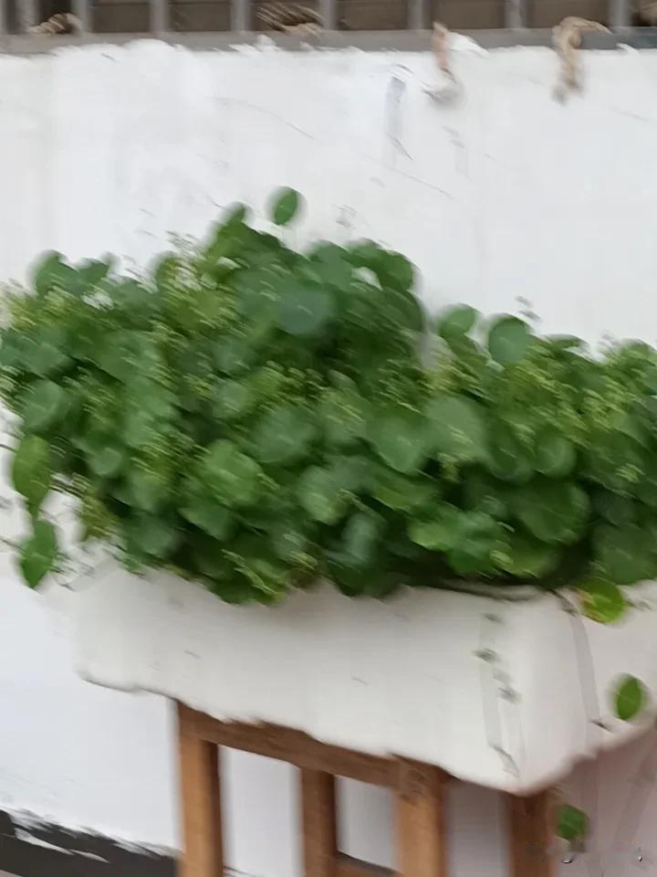 绿意盎然，生机勃勃，每一株都充满生命力！🌱🌿🌼