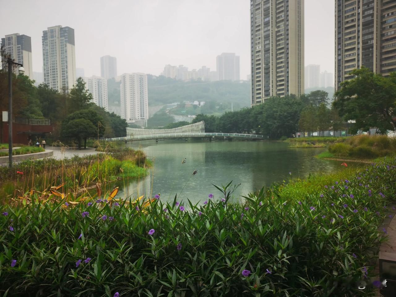 重庆天地湖雨中秋景
深秋，重庆天地湖人工湖秋雨濛濛，兰花草绽，锦鲤游，白鹭翔。湖