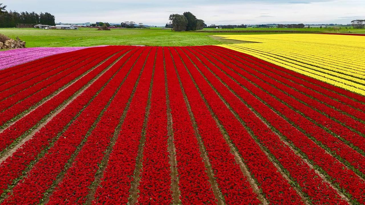 有没有漂亮的花朵图片吗