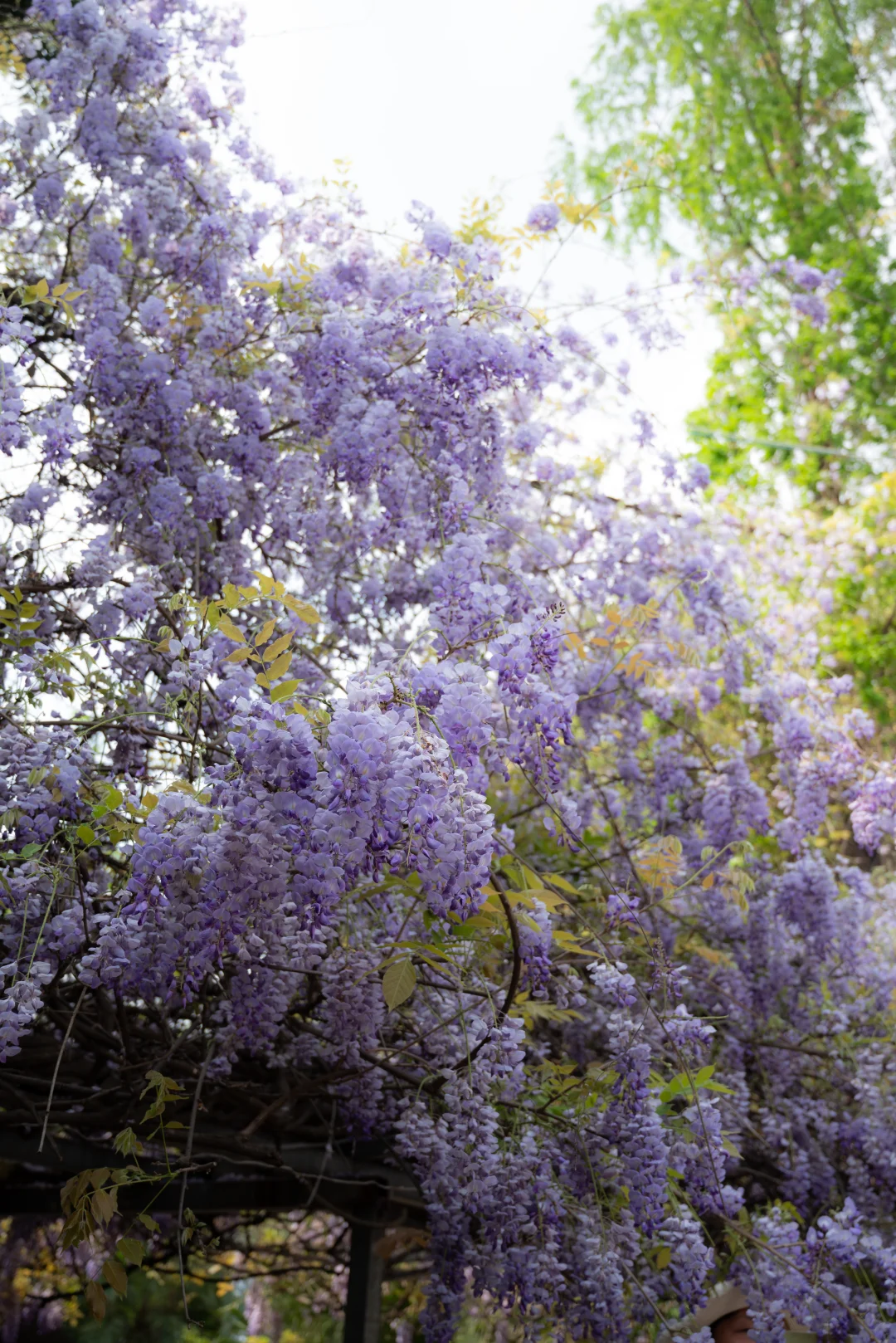 三圣乡的瀑布花还是惊艳的！！！