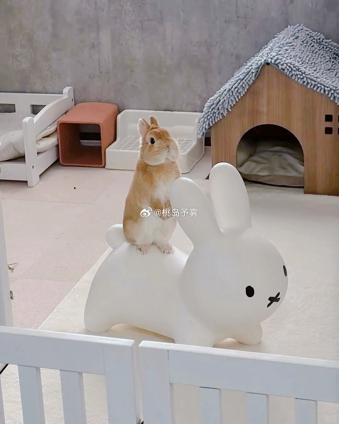 小程秀：让我看看邵群回家了没 