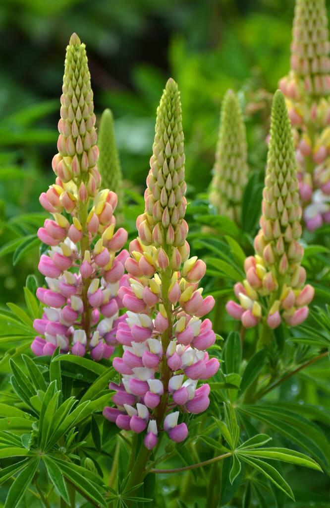 鲁冰花是路边花[笑哭][笑哭]，象征母亲