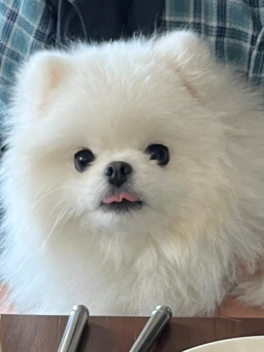舌灿莲花