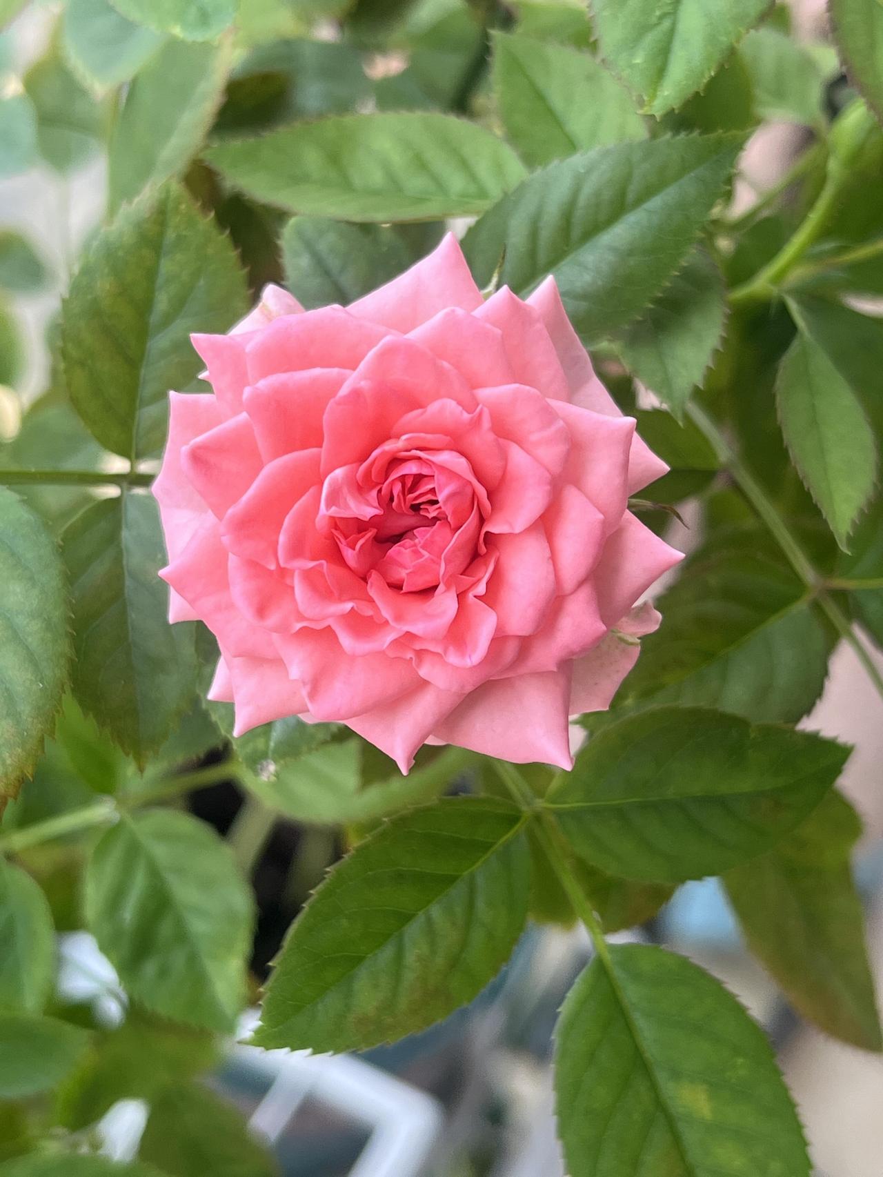 以花为友，请交换一张你相册里的美花吧。