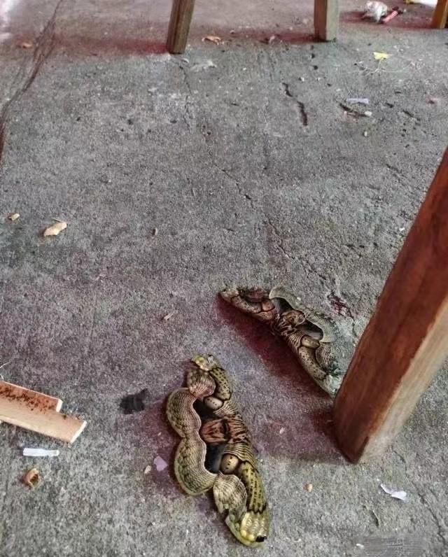 你们快看地上这是什么！
猛一看，地上趴着两条蛇，瞬间让人心里一紧。胆子大一点走近