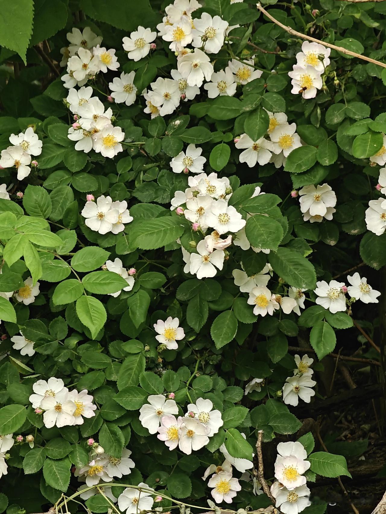 这花真的好香可惜我不认识，很想挖回家种在家门口，不知道存活率高不高~