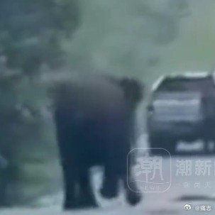 马来母象守小象尸体遭开枪驱赶后反击2026年7月1日，马来西亚柔佛州一头5岁小象
