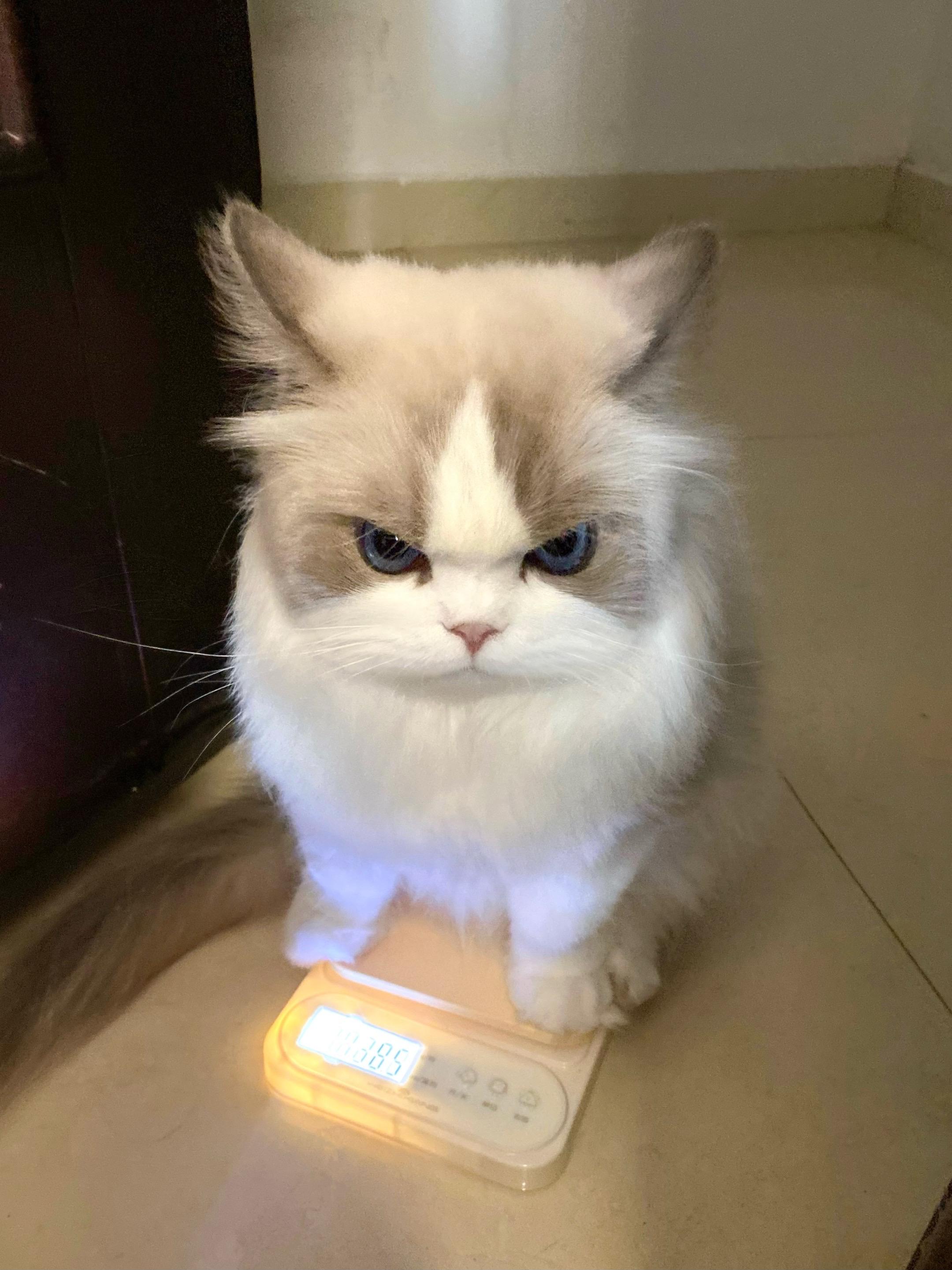 说他胖就气鼓鼓。一上称就生气了 你咋又胖了呢 奶米：我是毛长不是胖！ ...