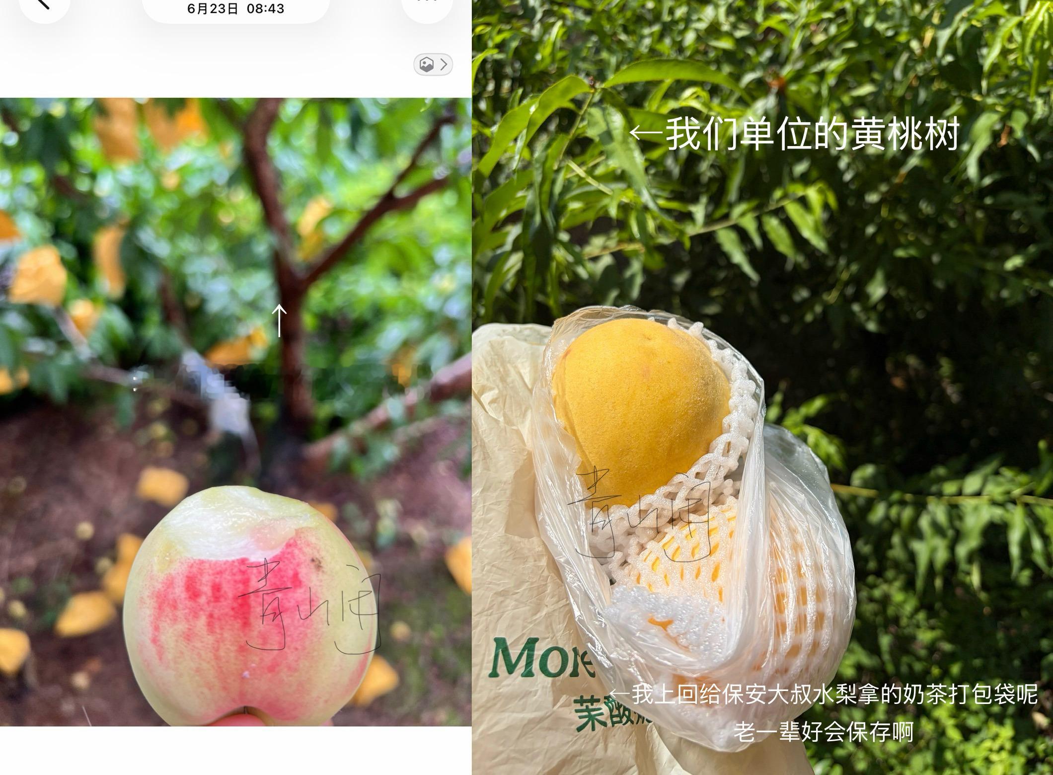 青山的山水人间 领导在我们单位山里种了水蜜桃与黄桃树 每年结果情况不同 去年只偷