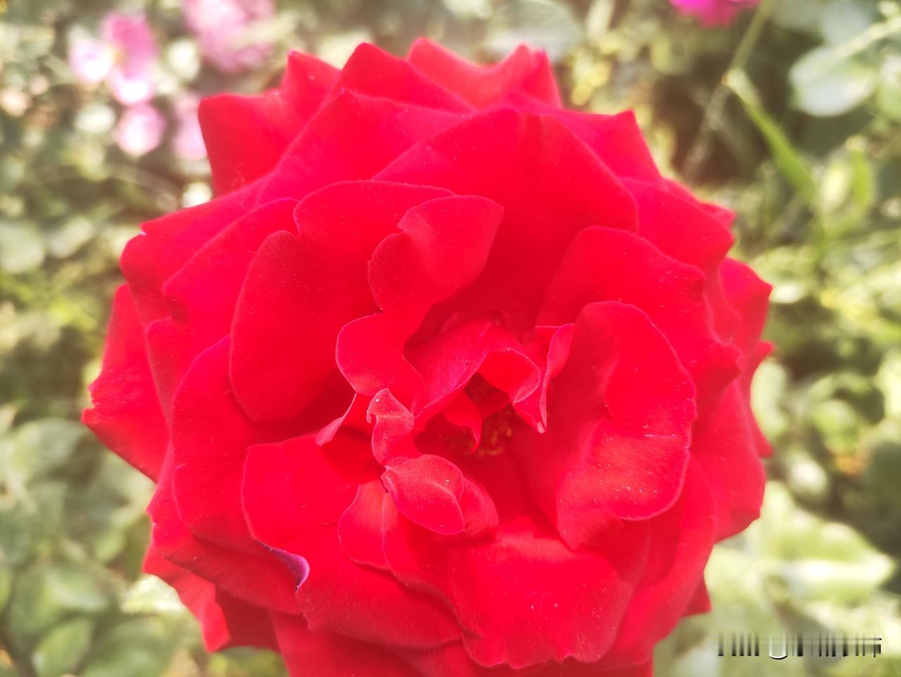 ，什么花都行
月季赞
 
五月熏风暖，满院月季开。
深红似火灼灼，浅粉如云柔柔，