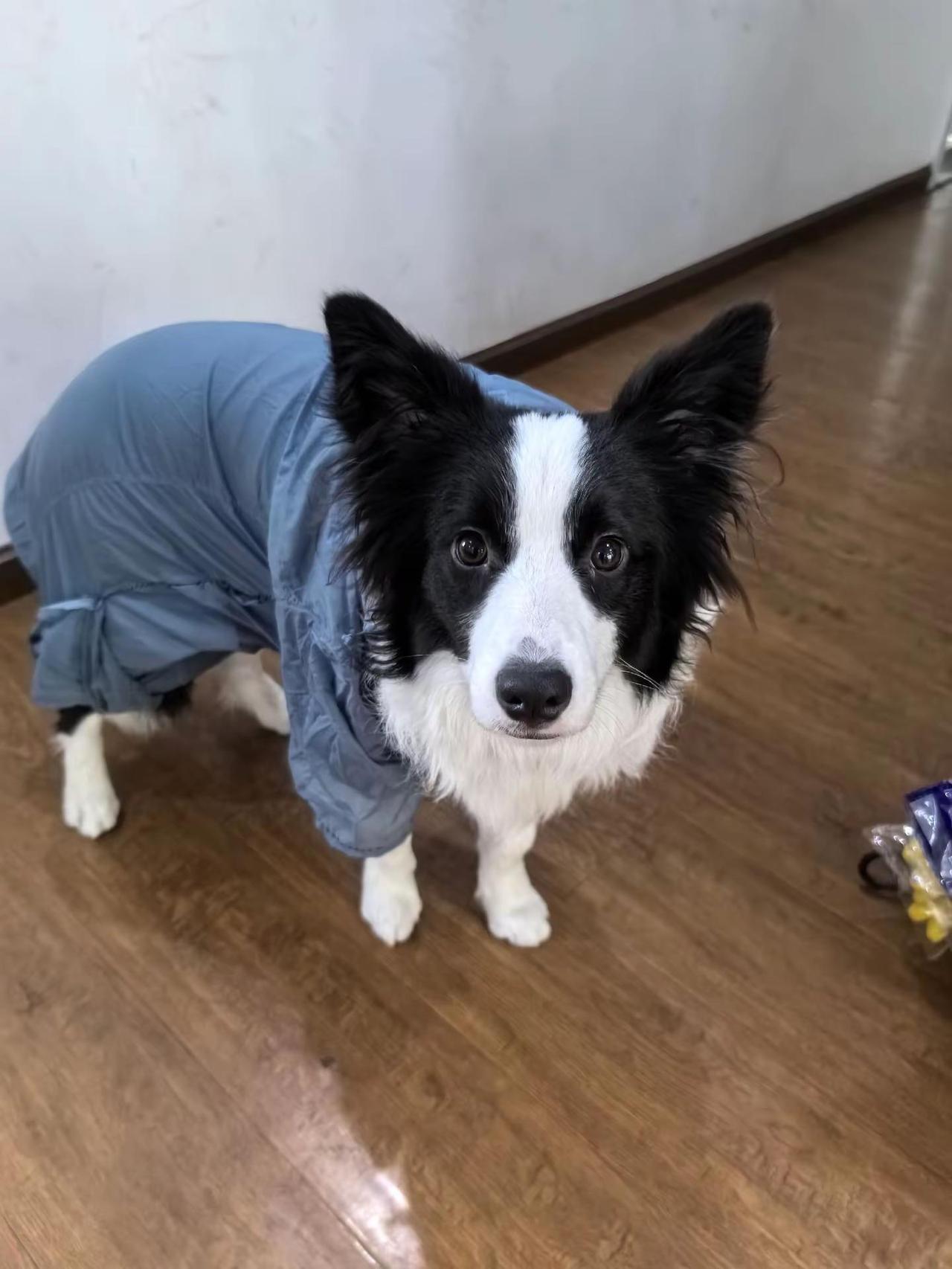 手动给途途做了一件雨衣，这下不怕出门肚皮上的毛毛全部沾水了。