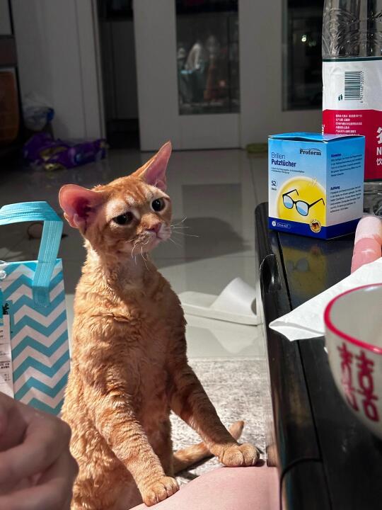 妈咪 真的不是小猫的吗