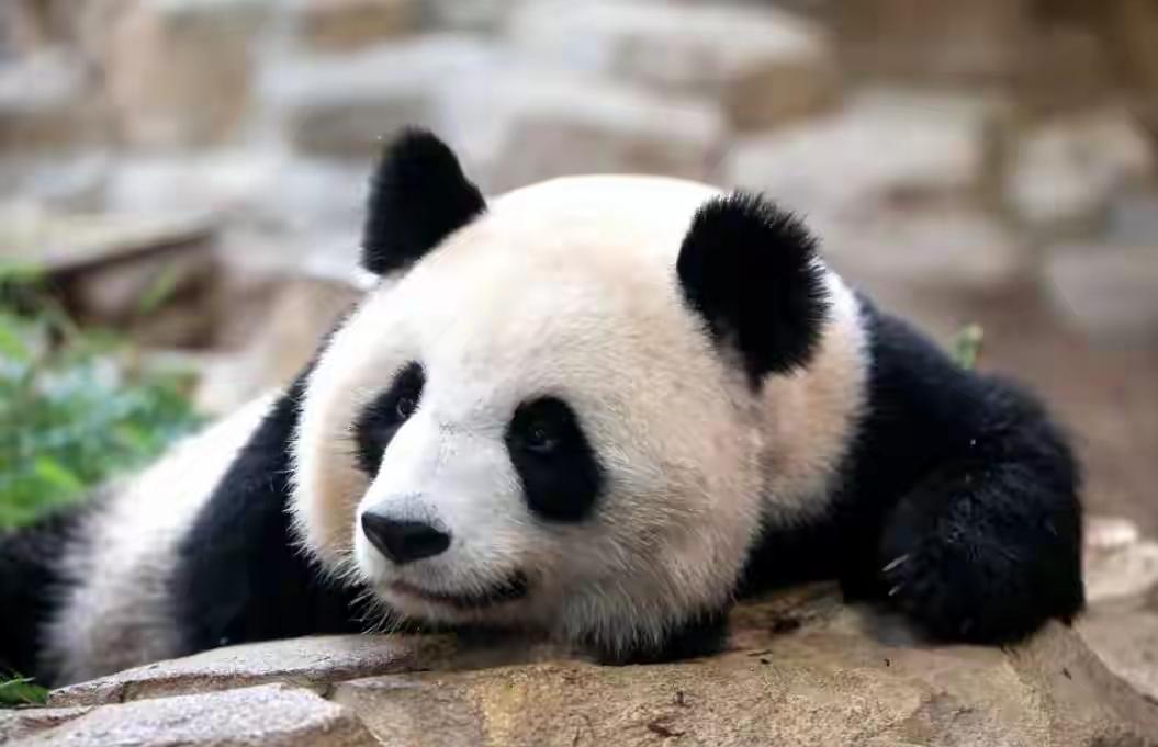 行家一出手便知有没有！
马克龙这次访华再一次带走了我们的“国宝”！
 
访华尚未