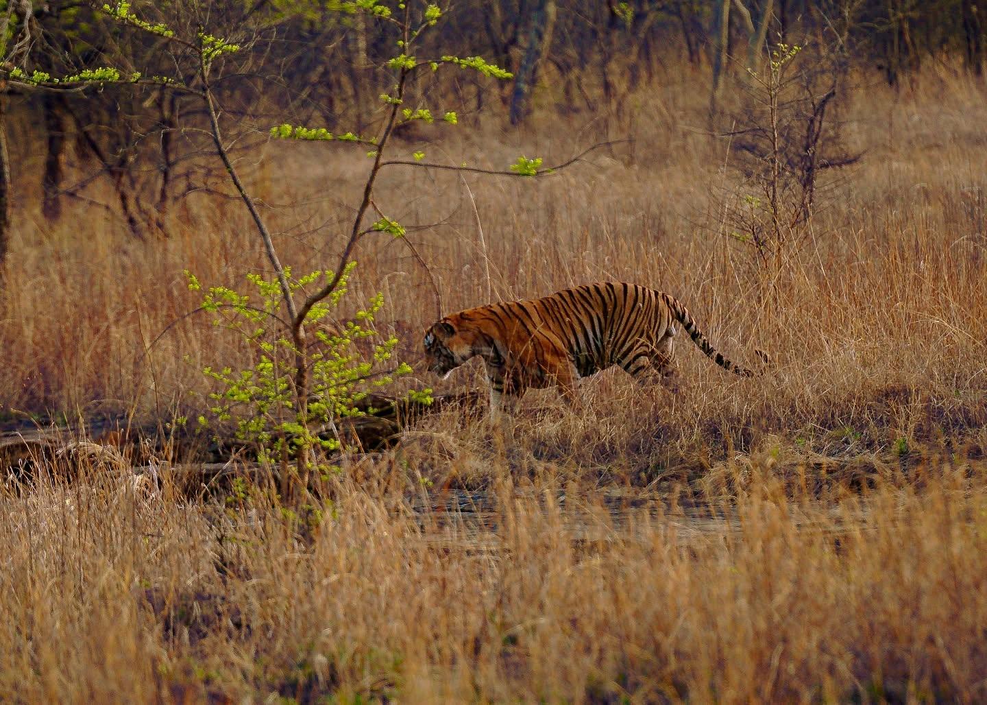 【潘纳】拍摄于2025年6月22日下午，拍到伤愈合归来的雄虎“p243...