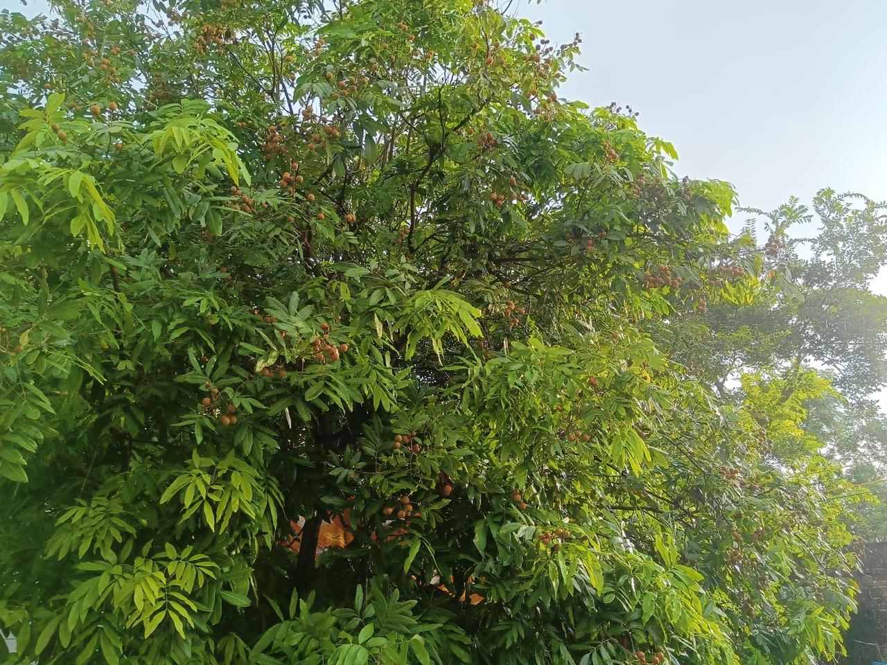 自从婆婆踏进我们家门，
每天早上七点，她准时推门而入，嘴里叨叨着我“太阳晒屁股还
