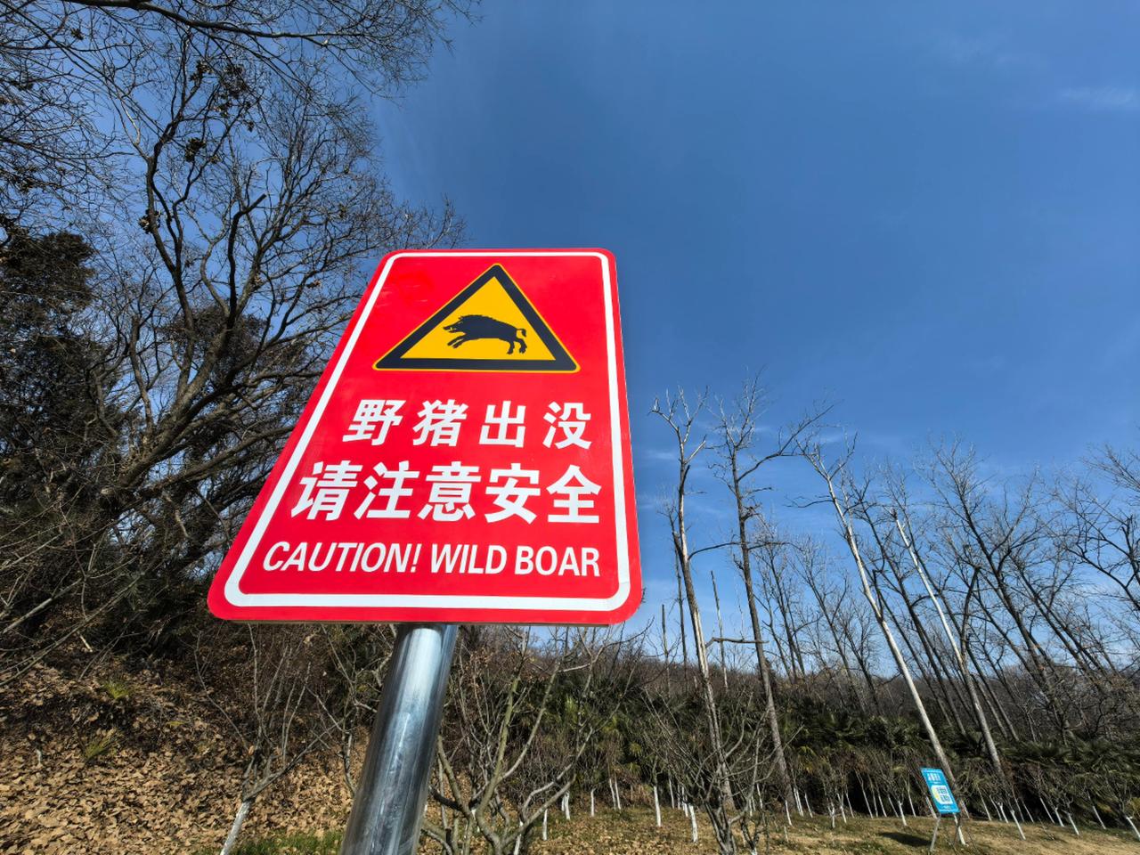 龙王山山上有了野猪，注意安全