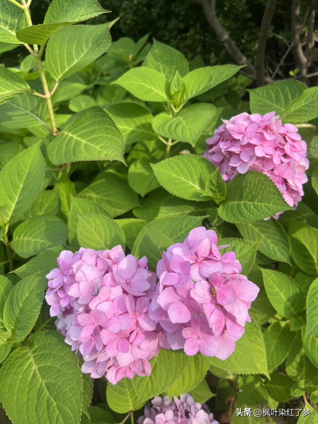 夏日随处可见的美景，随手一拍就是大片。