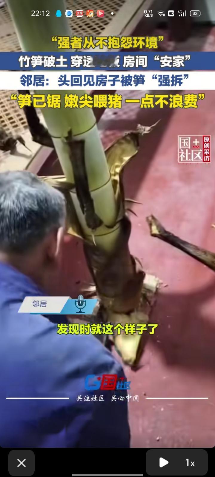 5月2日，温州乐清市。网友晒视频称，一根竹笋穿透房屋地板，钻进活动板房，硬生生把