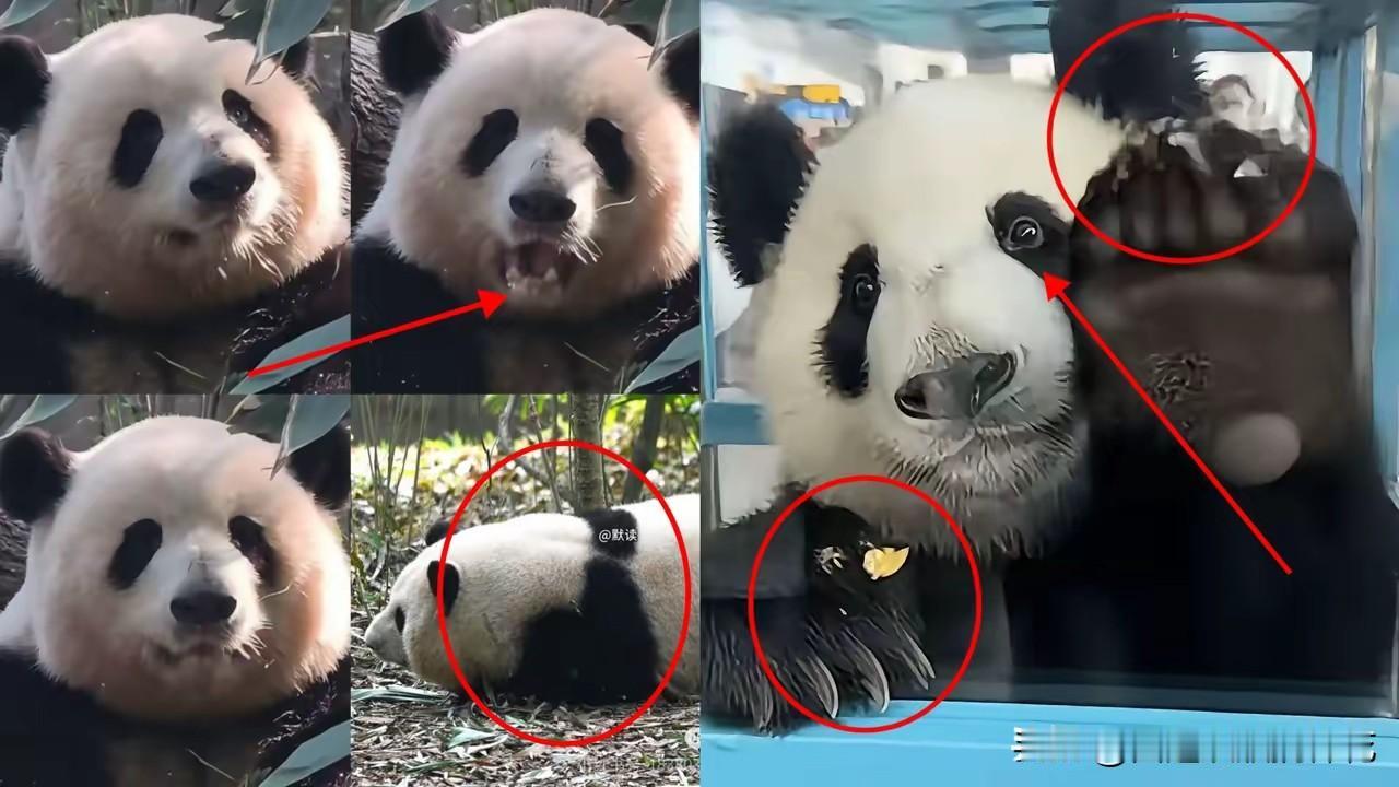 破防了！国宝晓晓蕾蕾归国名场面，这刻入骨髓的中国骨气看哭全网，震惊！
​​​​旅