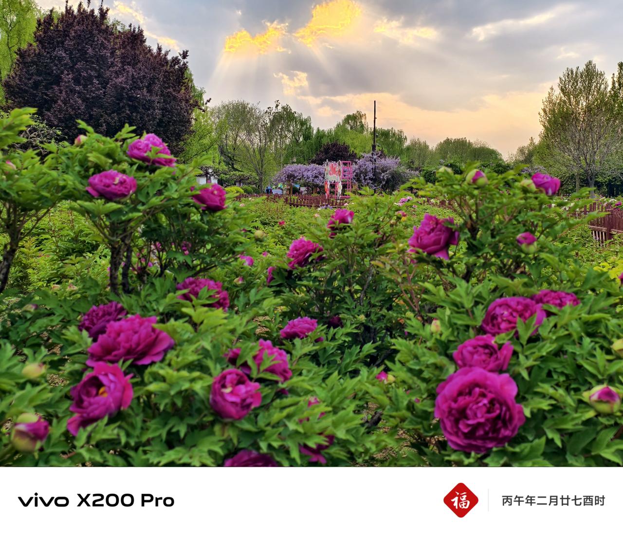 牡丹盛放绽芳华，心怀美好向暖阳！随手定格汉牡丹园的倾城花景，愿日子如牡丹般向阳绽