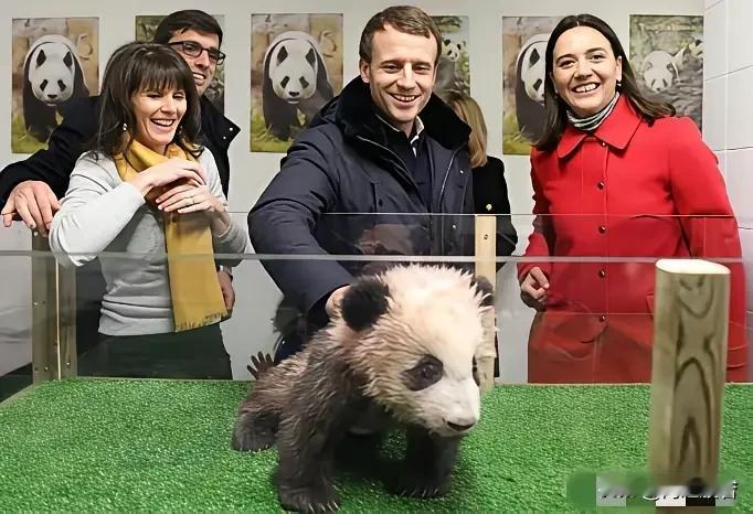 11月26日，在法国住了13年的大熊猫“欢欢”与“圆仔”现在年事已高，荣归故里也