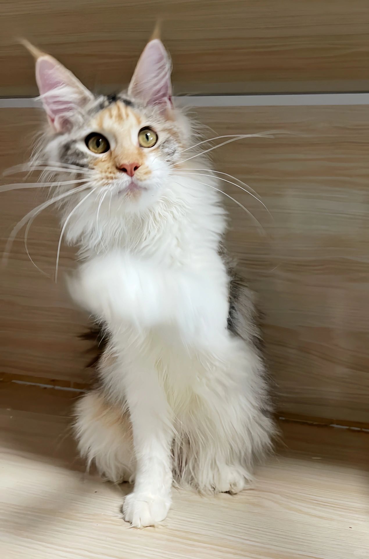 缅因｜三花缅因真的好仙～