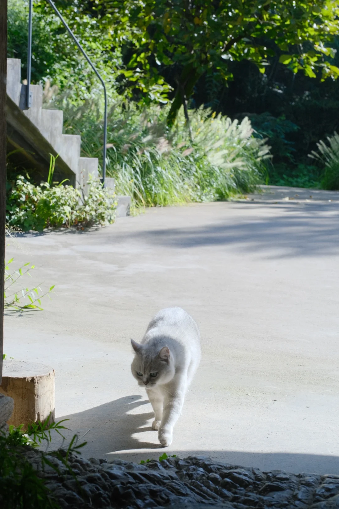 发光小猫