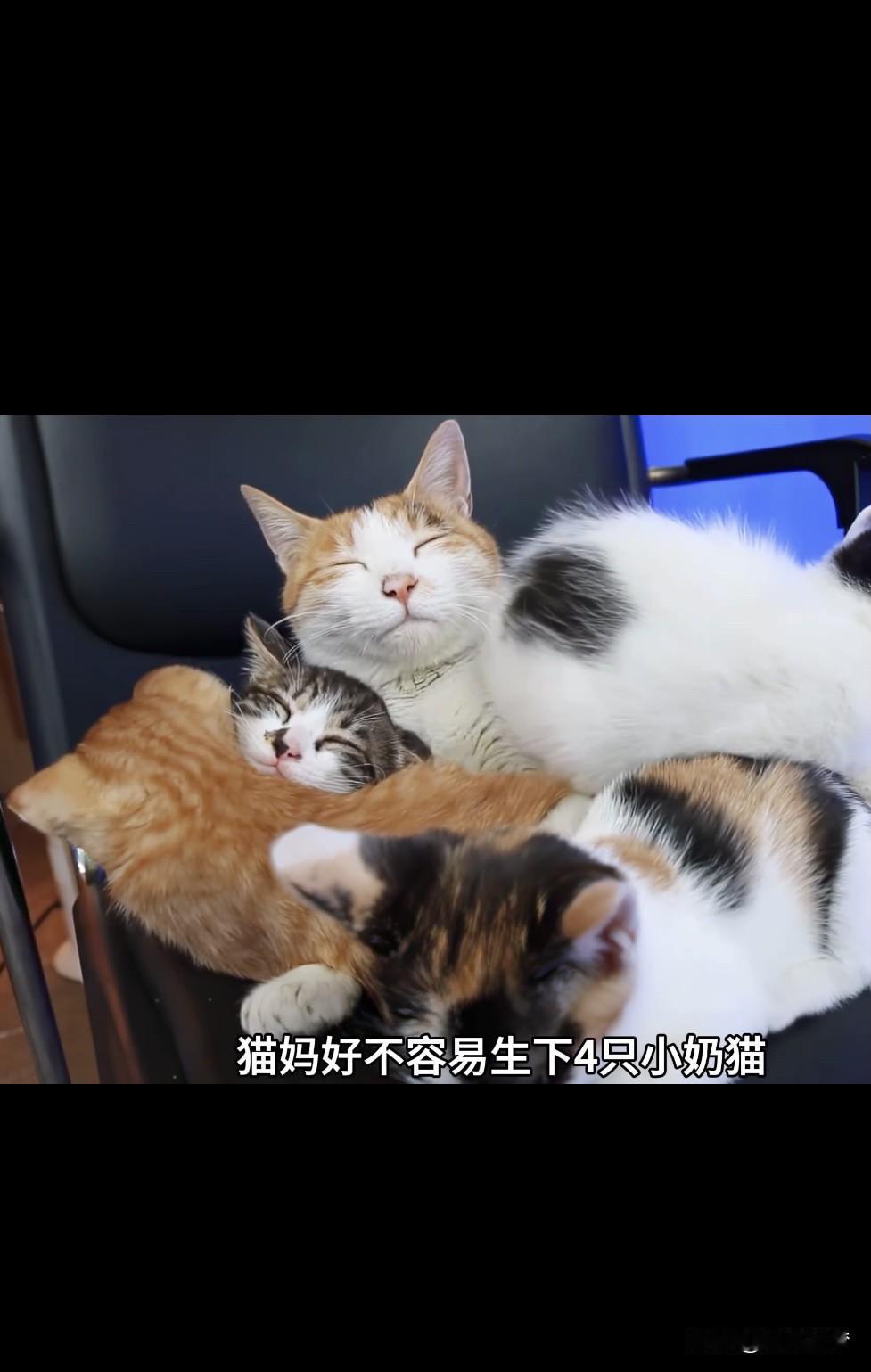 养猫绕不开给猫咪驱虫。很多人觉得猫咪不出门就不用驱虫，大错特错！寄生虫来源超多，