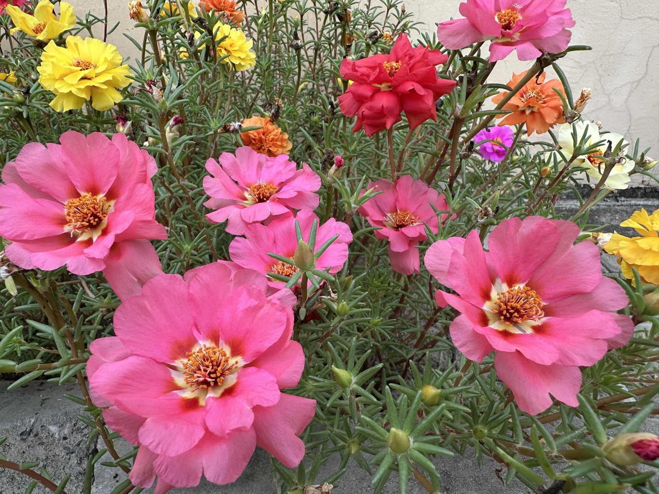 晒晒你相册里的花开图片儿吧