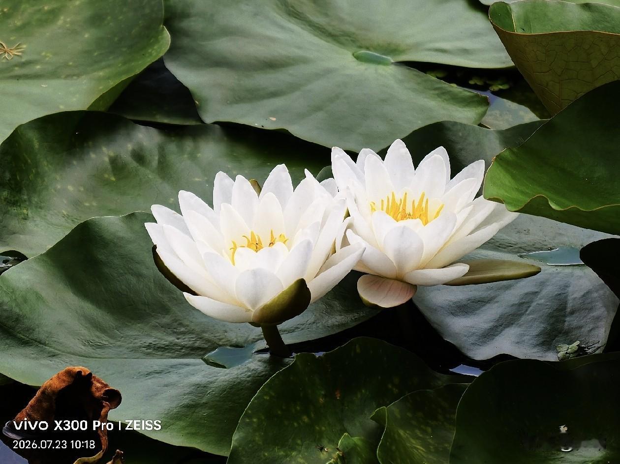 白睡莲静卧碧叶之上，素白花瓣衬着明黄花蕊，清雅温润。两朵粉牵牛紧紧相依，浓艳花色