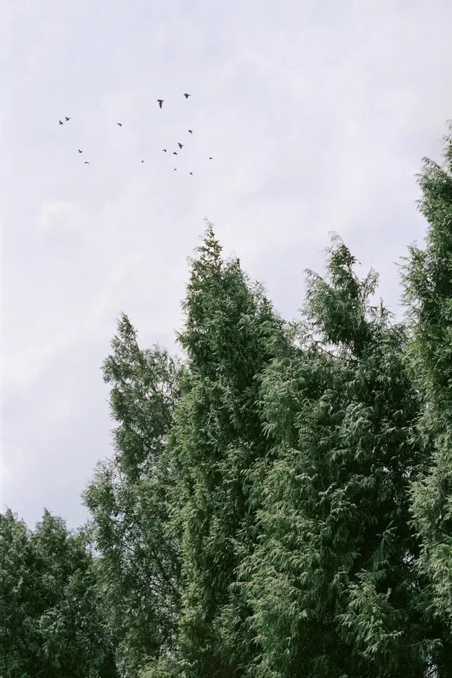 我不想成为上帝或英雄，只想成为一棵树，为岁月而生长，不伤害任何人。——切斯拉夫·