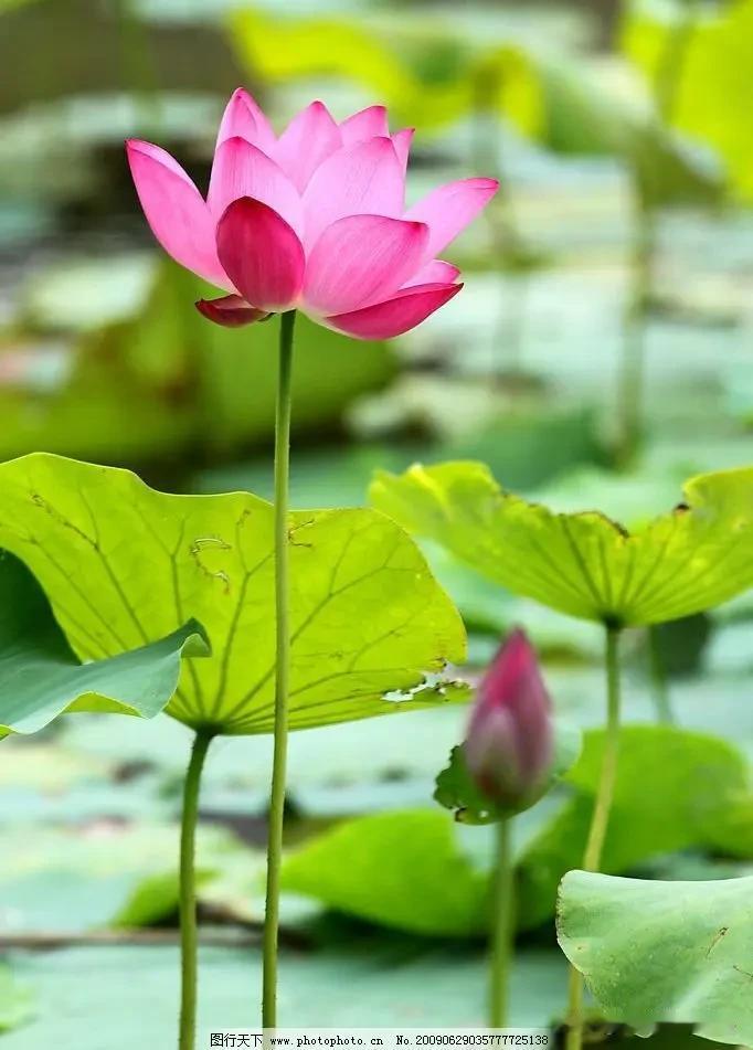 上联：水面荷花湖边柳，
下联：案上诗书窗外竹。
横批：清幽人间[玫瑰][耶]
