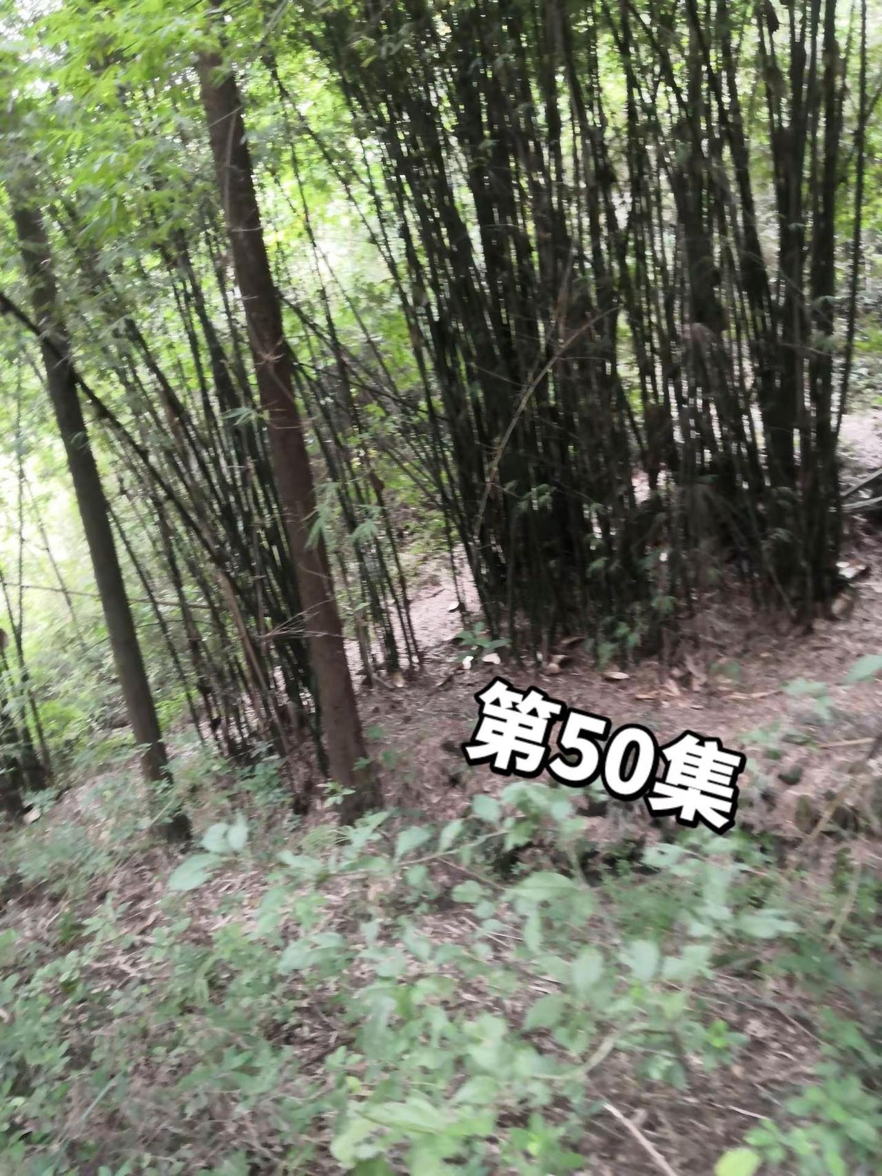 往年来到此山中，人面桃花格外红，人面不知何处去，竹子依旧迎春风，大山里的原生态 