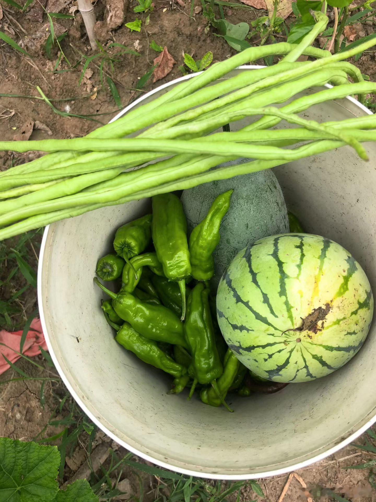小菜园种点菜都吃不完 