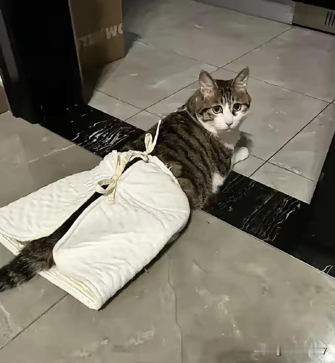 总有一份温柔，能抚平生命最深的伤痛，哪怕这个小生命，曾被人类狠狠抛弃在绝望里。