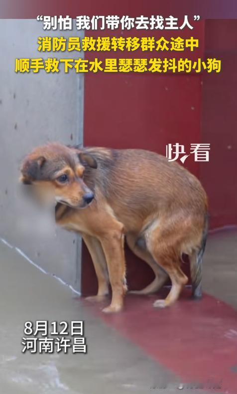 泪目了！河南许昌，一只小狗被困暴雨中不停发抖，消防员转移群众途中发现后没有丢下它